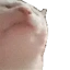 catJAM Twitch emote